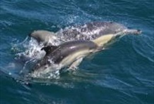 Swim with the Dolphins Cruise